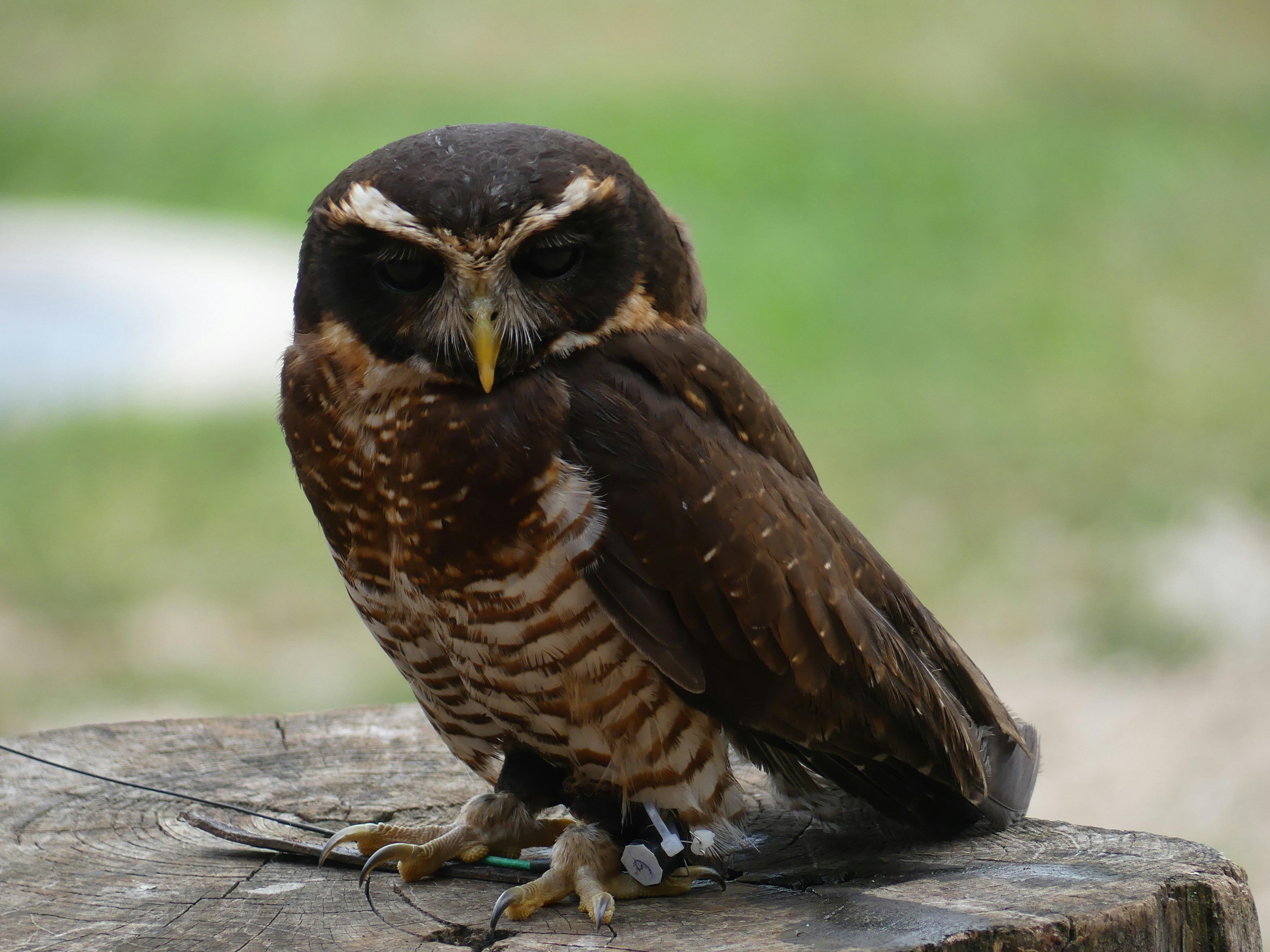 a brown and white owl sitting on top of a tree stump