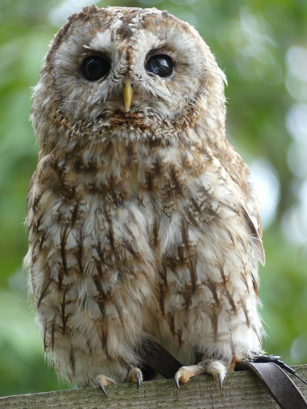 a close up of a small owl on a branch