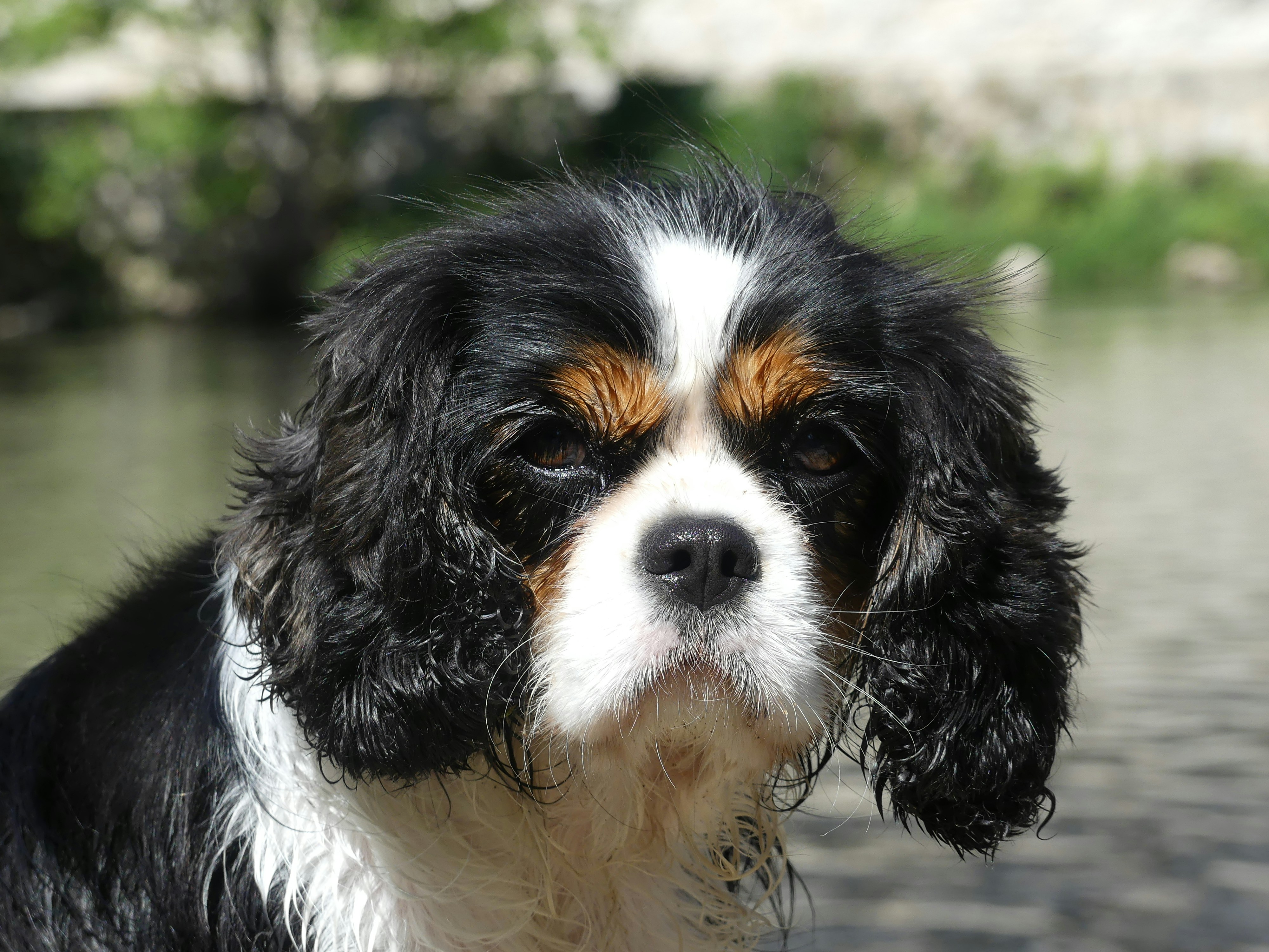 Cavalier King Charles Spaniel with soulful eyes looking up warmly, close portrait, soft bokeh background, golden warm tones