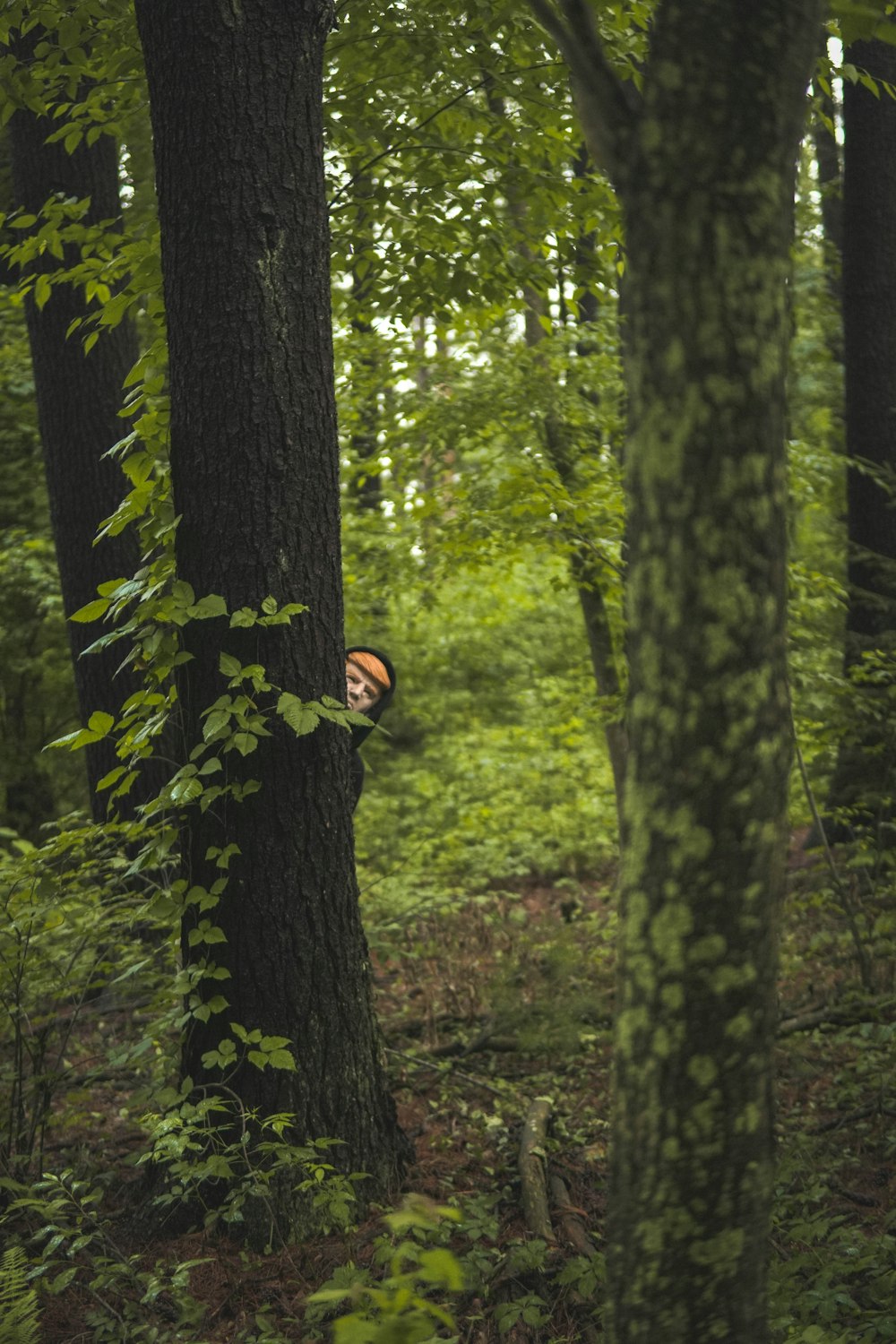 a person hiding behind a tree in a forest