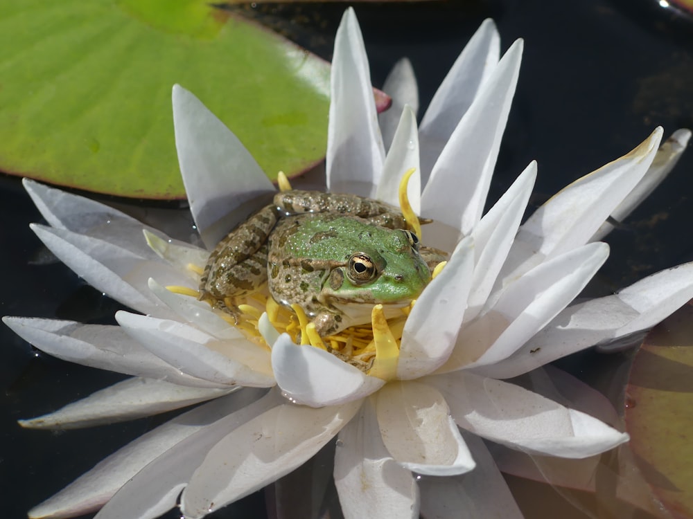 a frog sitting on top of a white water lily