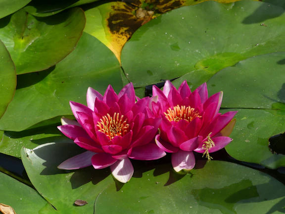 Rustic water lilies with broad leaves and striking colors thriving in a crystal-clear pond setting.