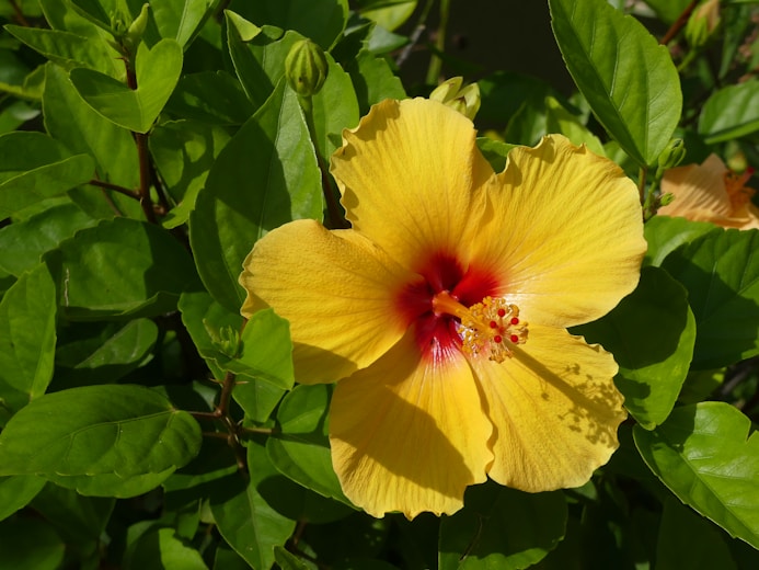 a yellow flower with a red center surrounded by green leaves