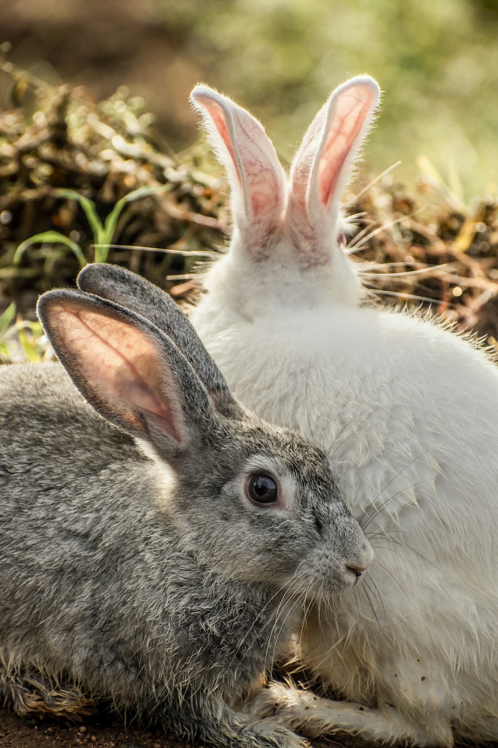 a white rabbit sitting next to a gray rabbit