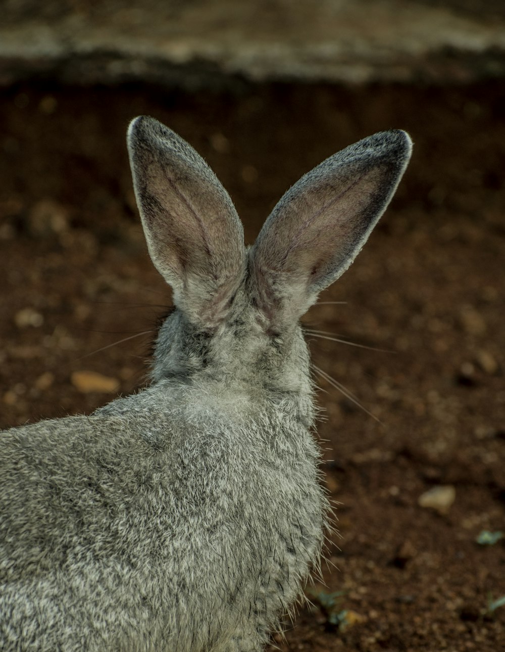 a close up of a rabbit's face on a dirt ground