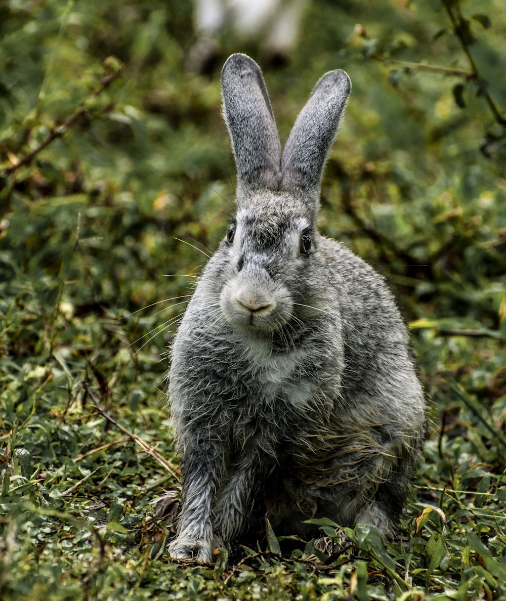 a gray rabbit is sitting in the grass