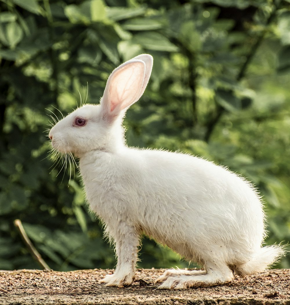 a white rabbit sitting on top of a tree stump