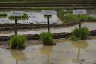 Farmers carefully planting rice seedlings in neat rows at sunrise.