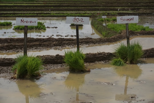 Young rice seedlings are planted in small, neatly arranged plots flooded with water. Each plot is marked with wooden signs displaying handwritten labels. The surrounding area appears to be an organized agricultural field with rows of similar plots extending into the distance.
