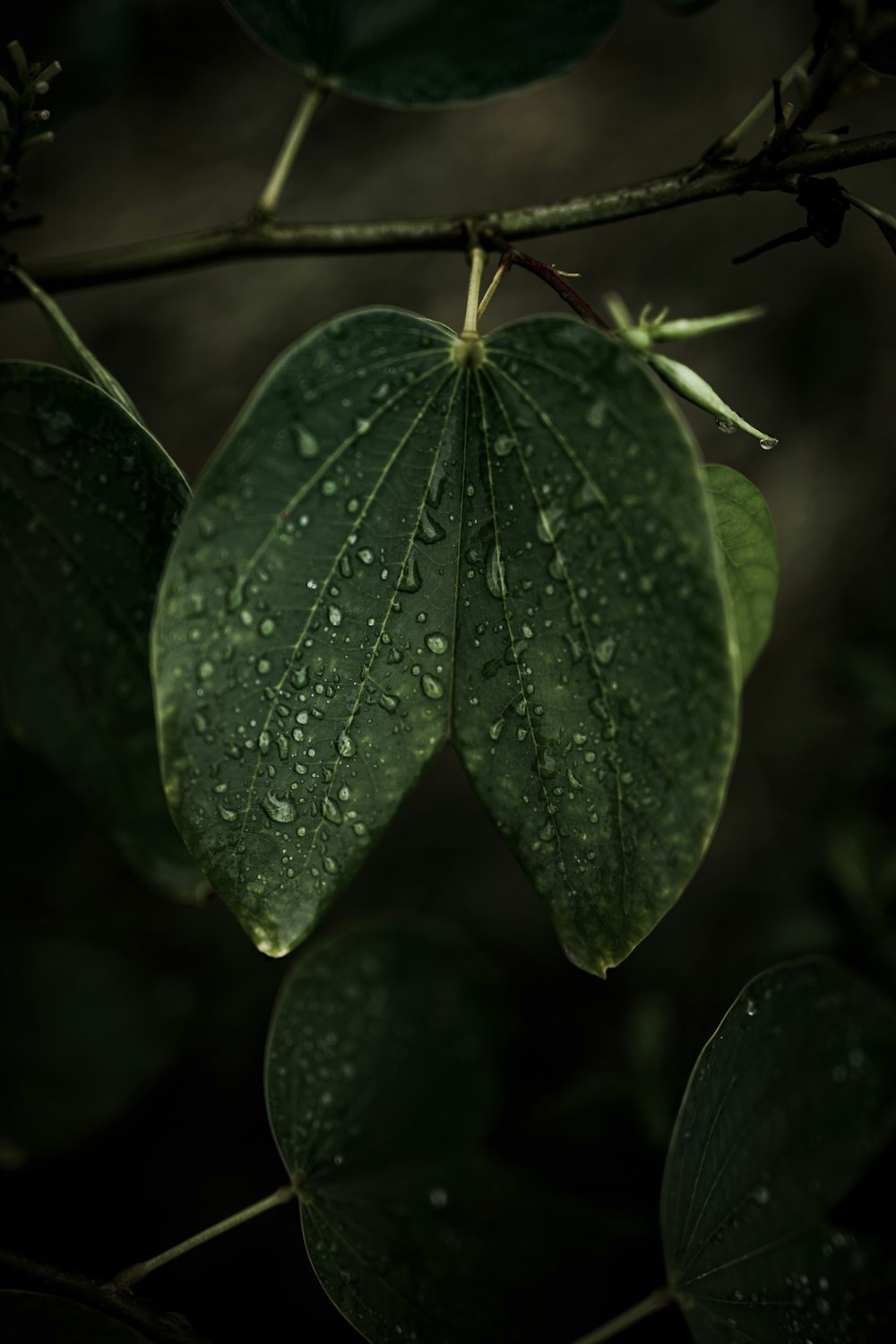 a green leaf with drops of water on it