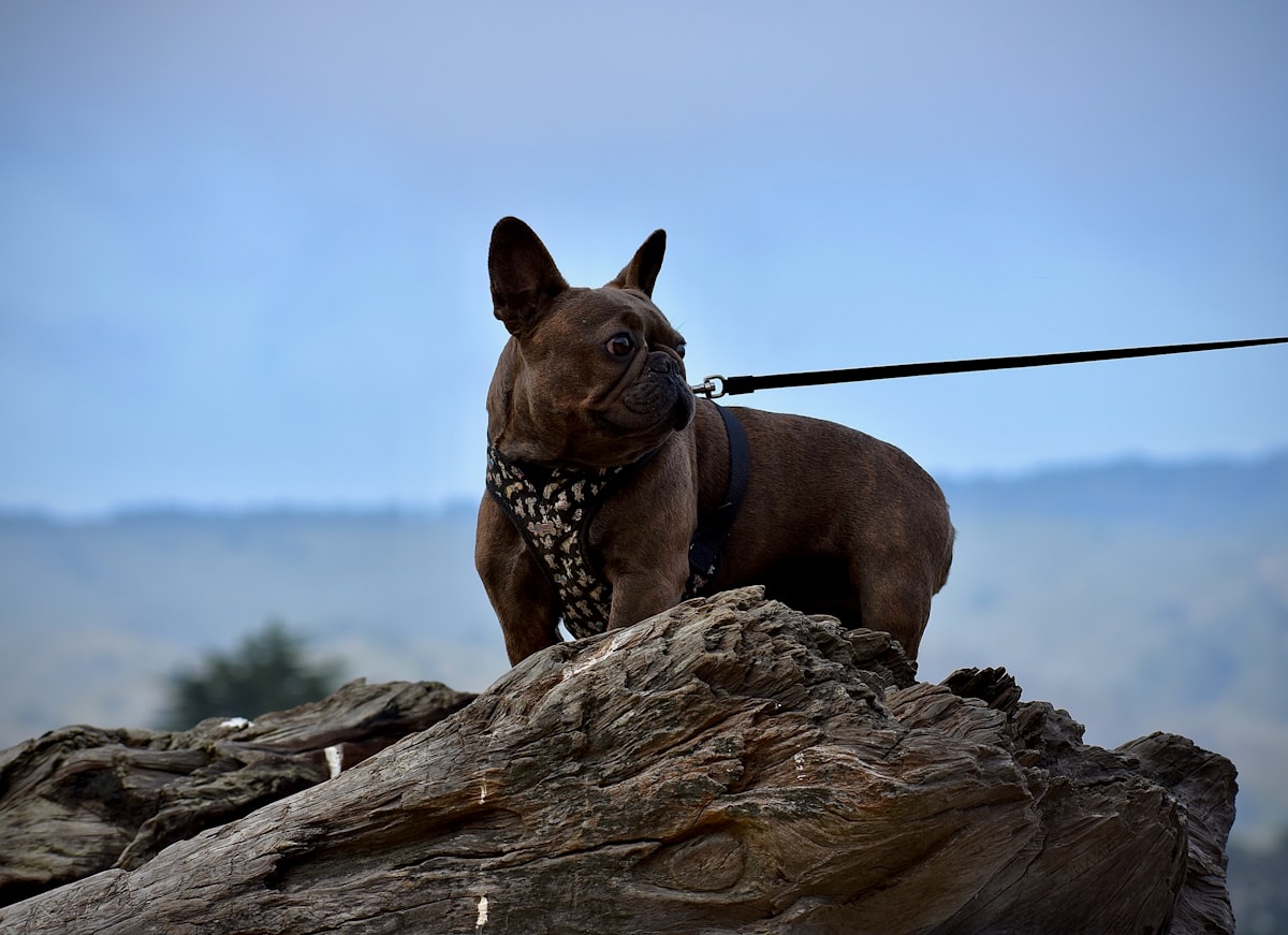 Dog standing on rock with mountain views