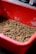 A red plastic container filled with numerous brown worms or larvae, likely used for feeding animals or bait. The container shows signs of use with some dust and scratches.