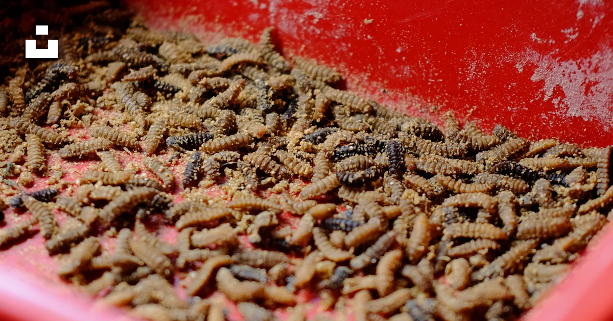 A red container filled with lots of bugs photo – Free Yogyakarta Image ...