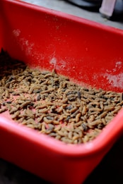 A red plastic container filled with numerous brown worms or larvae, likely used for feeding animals or bait. The container shows signs of use with some dust and scratches.