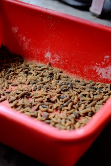 A red plastic container filled with numerous brown worms or larvae, likely used for feeding animals or bait. The container shows signs of use with some dust and scratches.