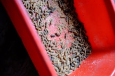 A large number of larvae are scattered within a red tray. The larvae vary in size and are piled on top of each other, with the tray providing a bright contrast to their dark bodies. There are visible bits of substrate or food mixed in.