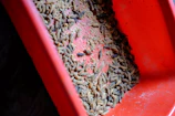 Close-up of black soldier fly larvae thriving in eco-friendly organic waste bins.