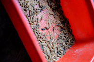 Black soldier fly larvae thriving in a clean, modern insect production unit with golden-yellow accents.
