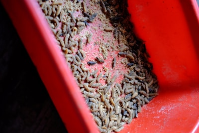 Close-up photo of fresh wet larvae used in organic waste recycling.