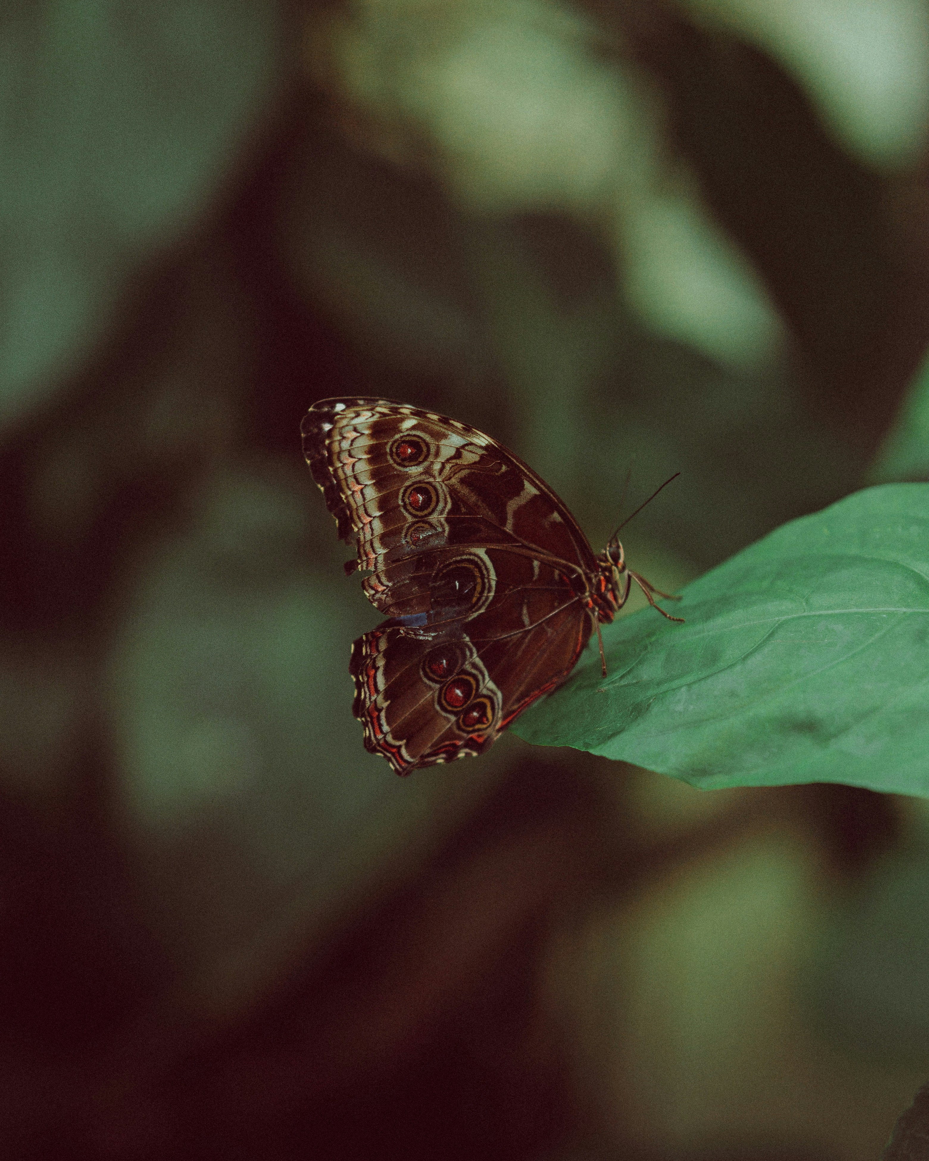 Photo by clesulie