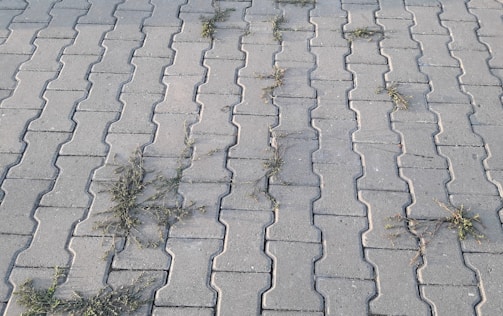 Gray interlocking stone pavement with small patches of grass growing between the cracks in a pattern across the surface.