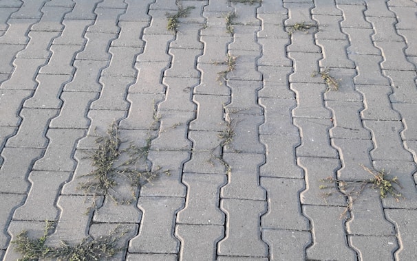 Gray interlocking stone pavement with small patches of grass growing between the cracks in a pattern across the surface.