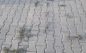 Gray interlocking stone pavement with small patches of grass growing between the cracks in a pattern across the surface.
