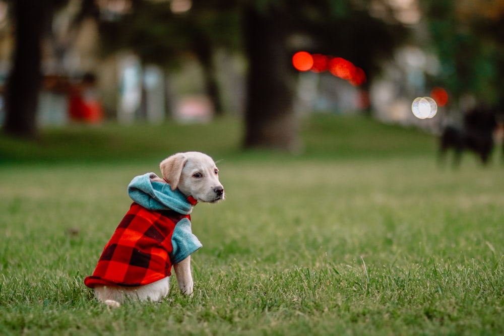 a dog sitting in the grass wearing a blanket