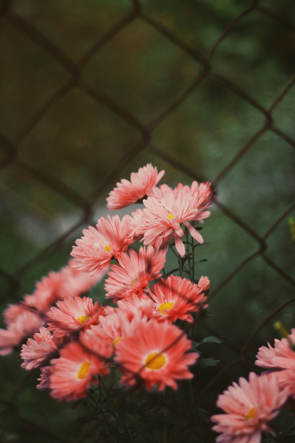a bunch of pink flowers behind a chain link fence