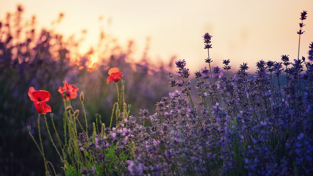 a field of flowers with the sun setting in the background