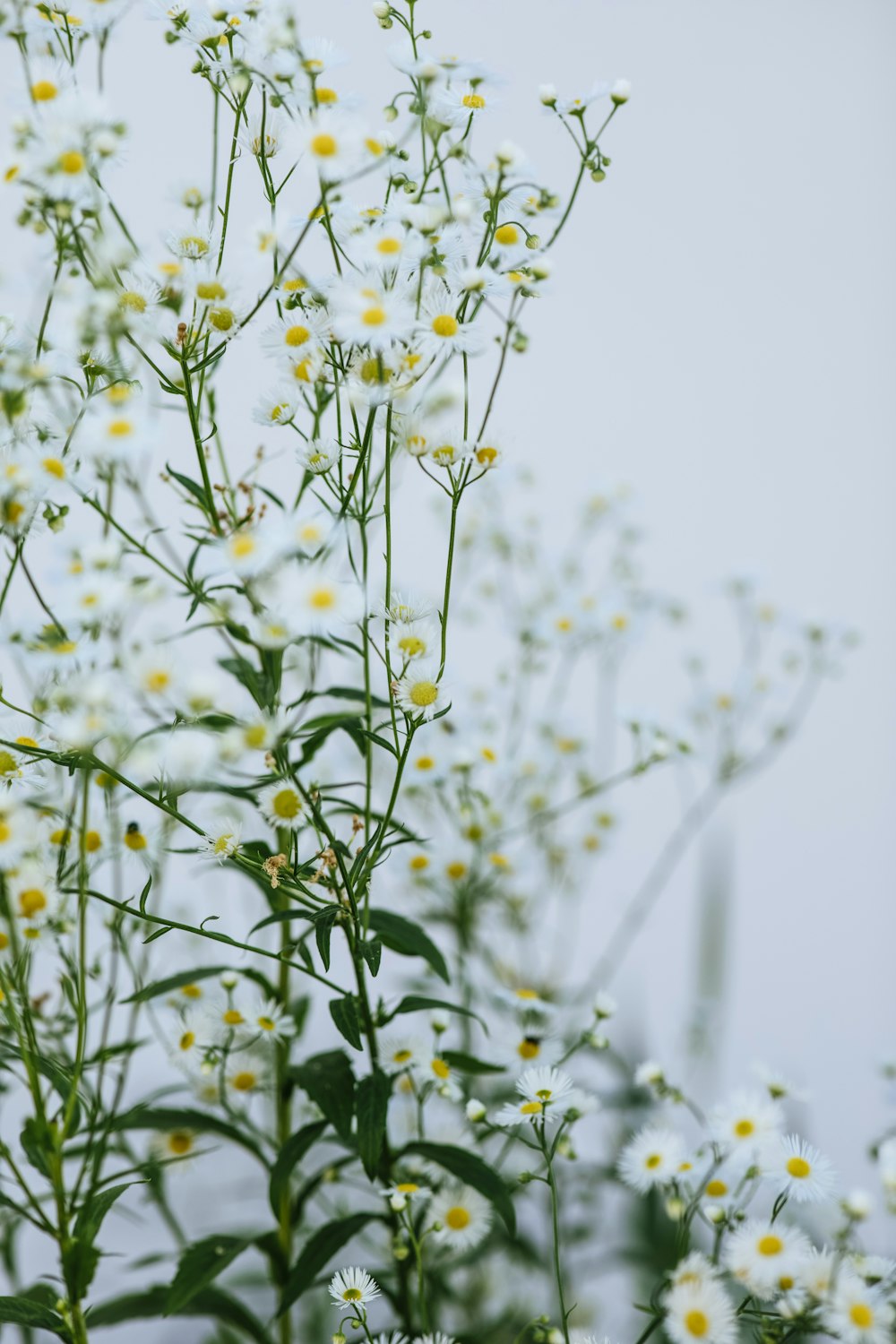 a bunch of white flowers with yellow centers