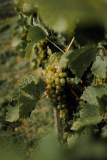 a bunch of grapes hanging from a vine