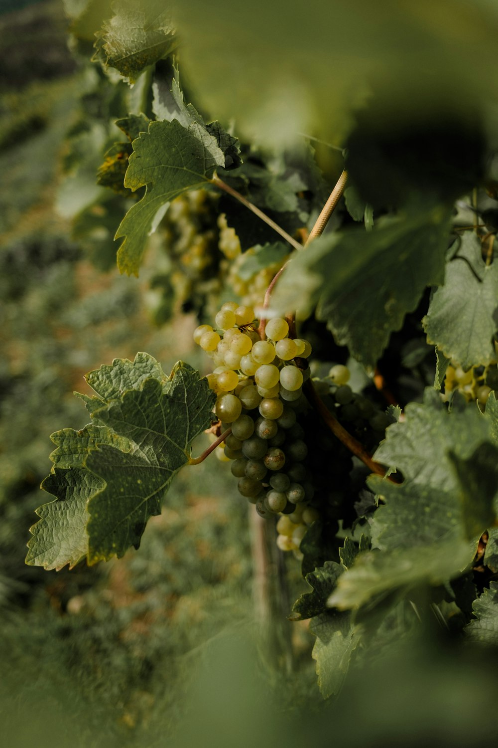 a bunch of grapes hanging from a vine