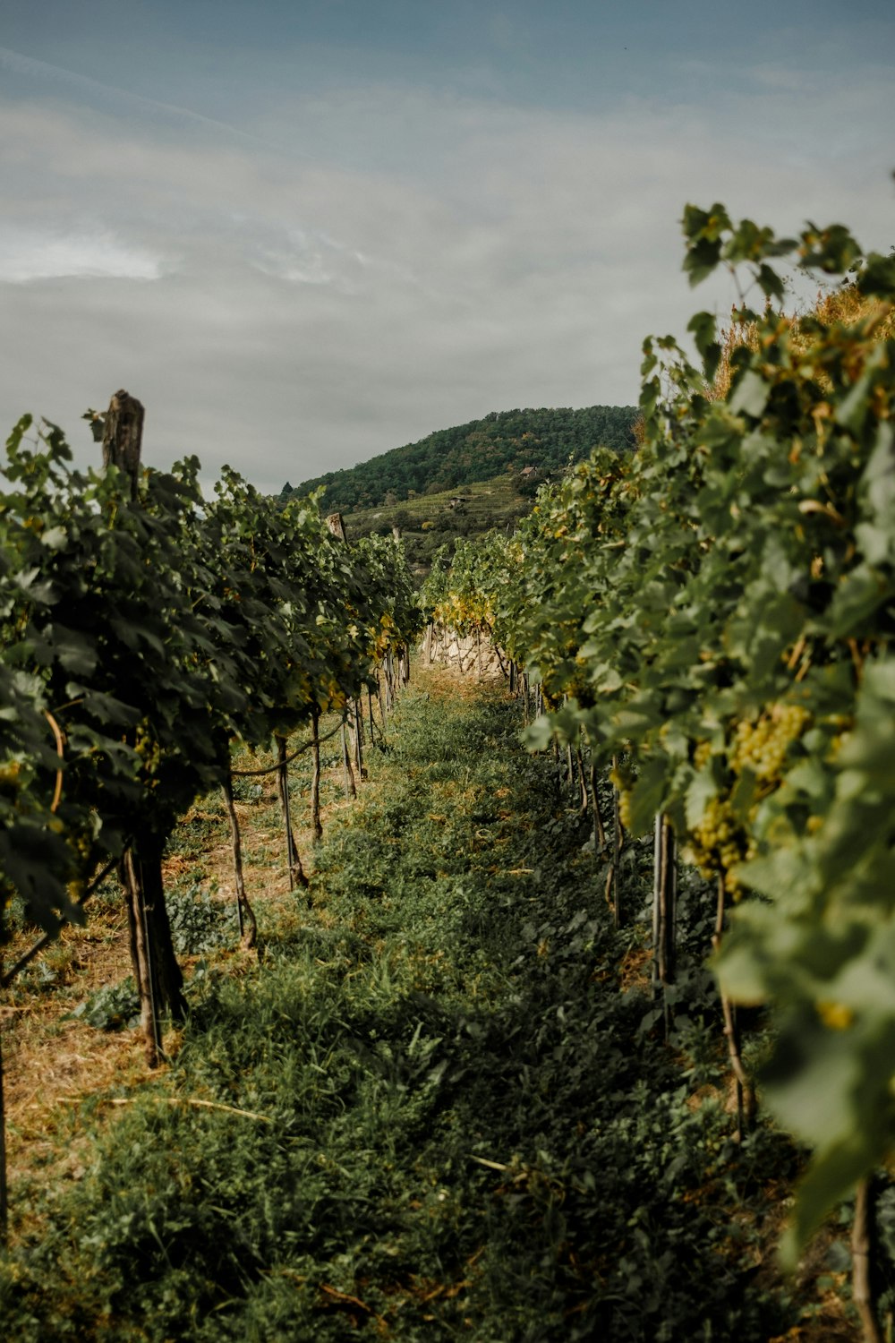 a row of vines in the middle of a field