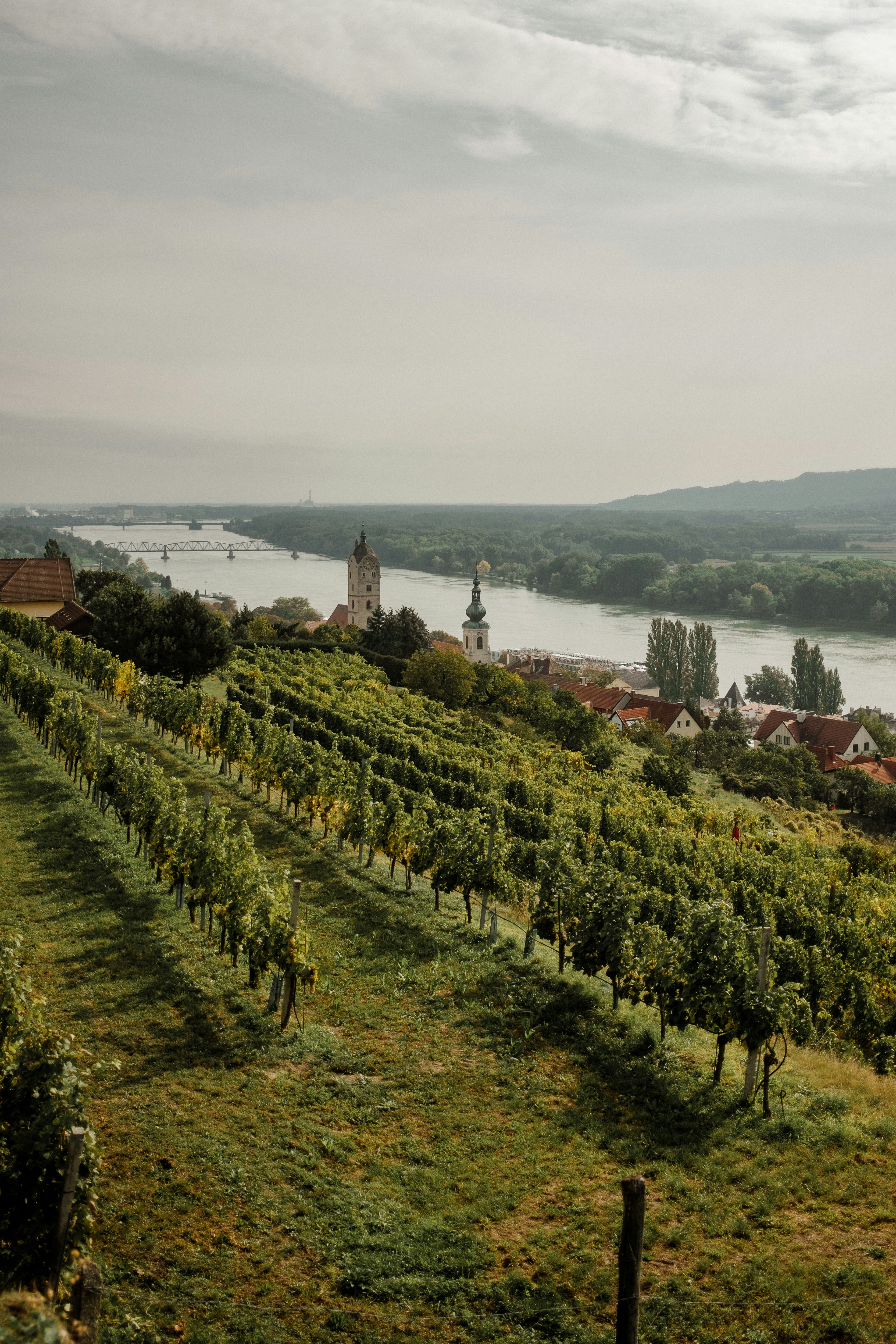 a vineyard with a river in the background