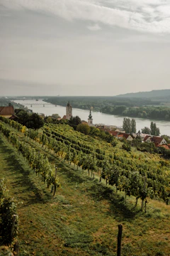 A picturesque landscape featuring a lush vineyard stretching down a hillside, leading to a quaint village with a prominent church tower. In the background, a river flows calmly with a bridge crossing it, surrounded by verdant hills under an overcast sky.