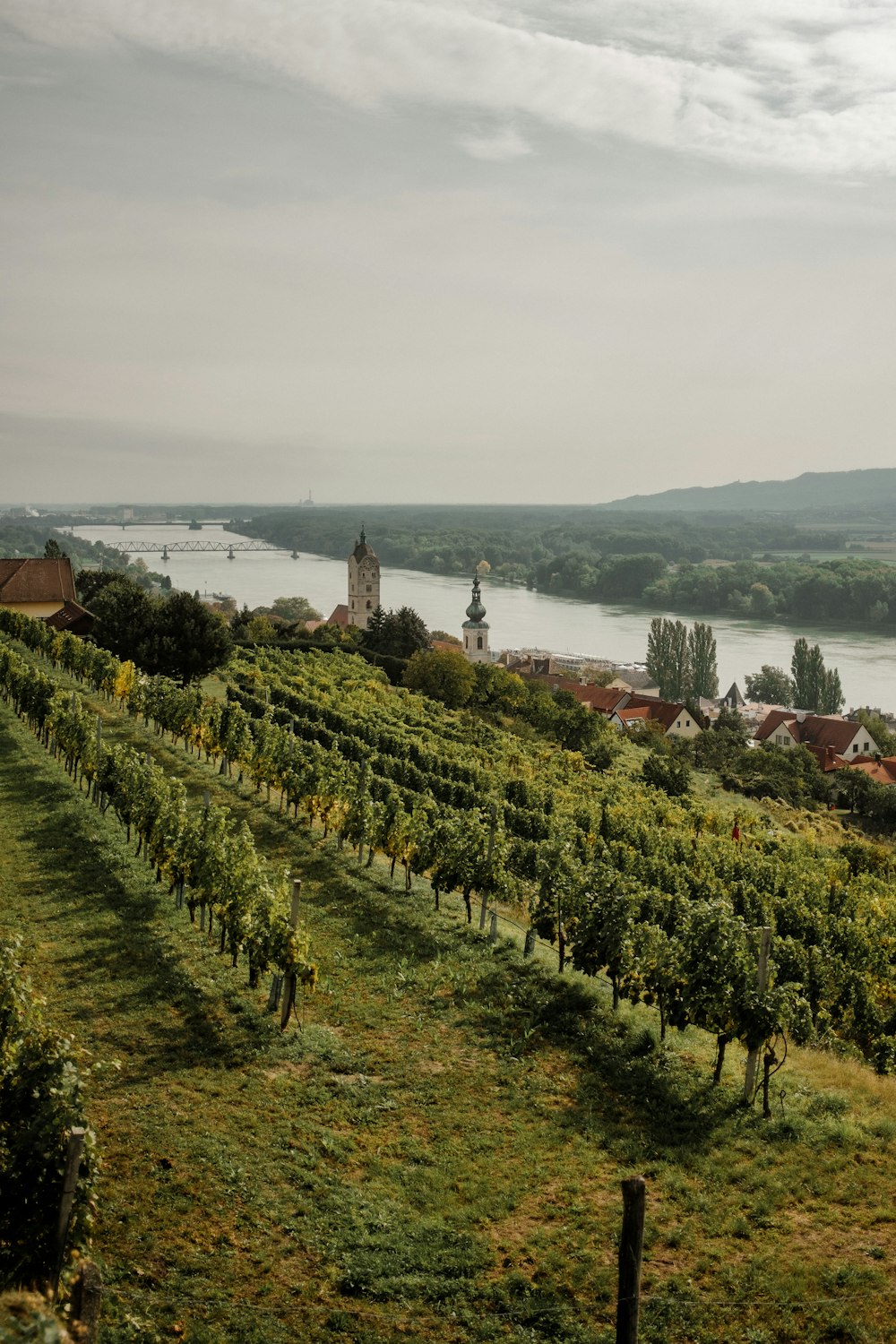 a vineyard with a river in the background