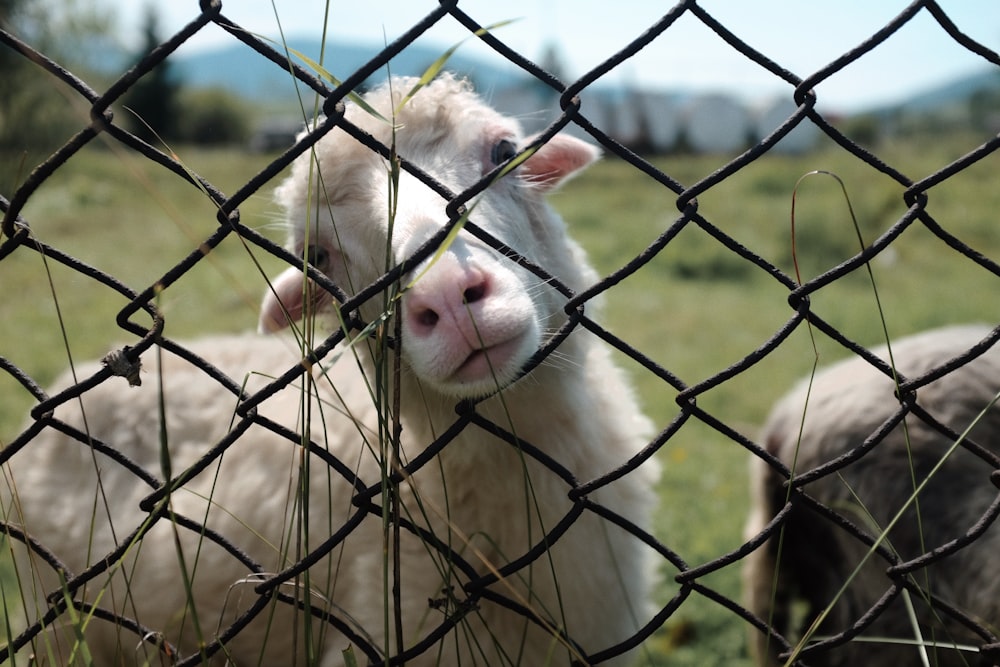 a couple of sheep standing next to a fence