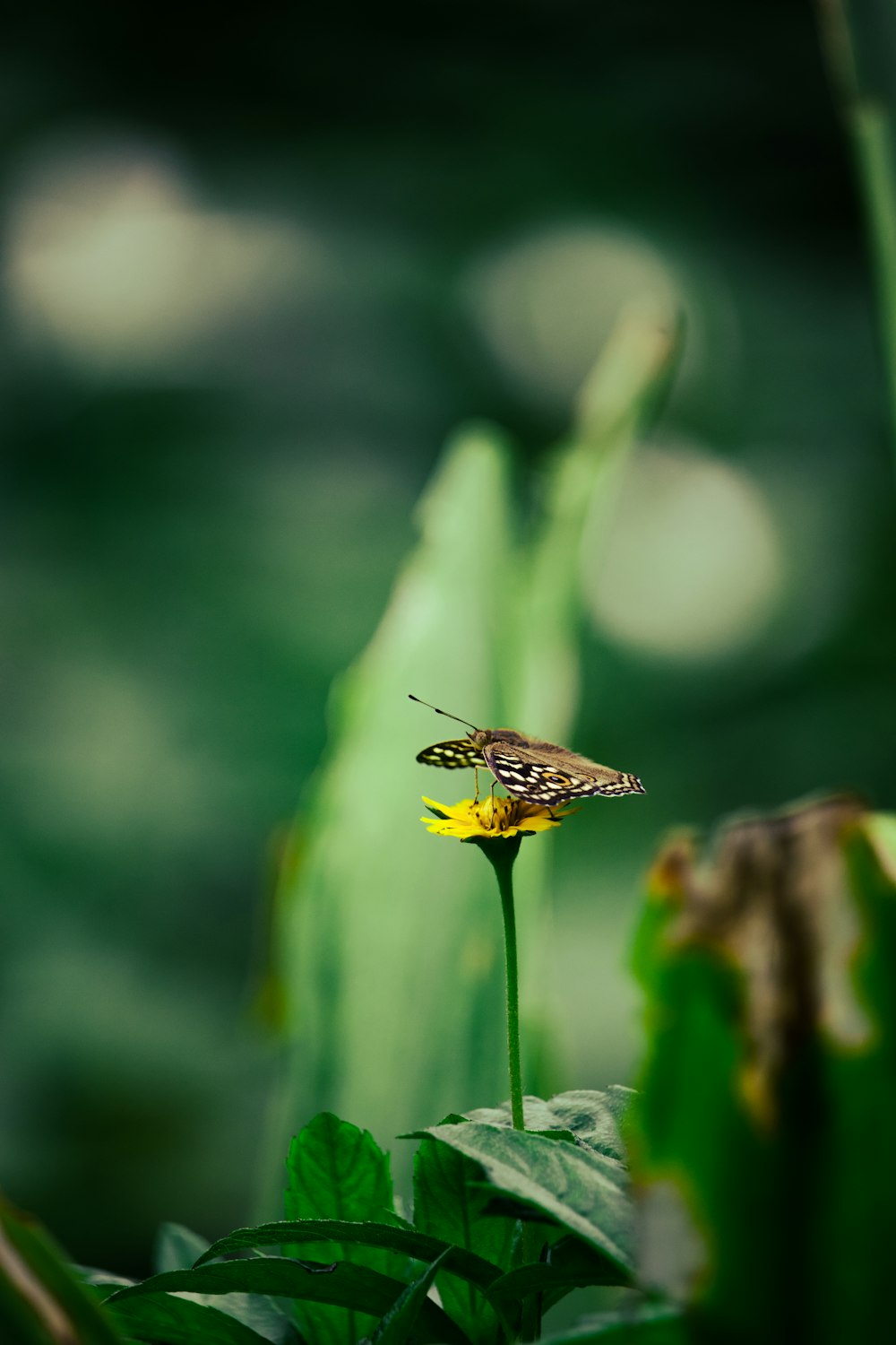 a butterfly sitting on top of a yellow flower