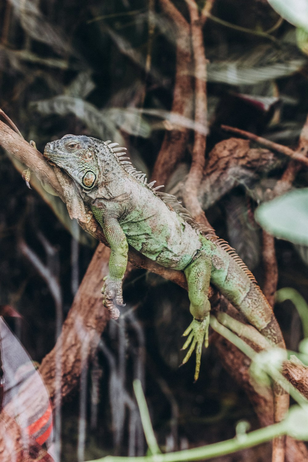 a large lizard sitting on top of a tree branch