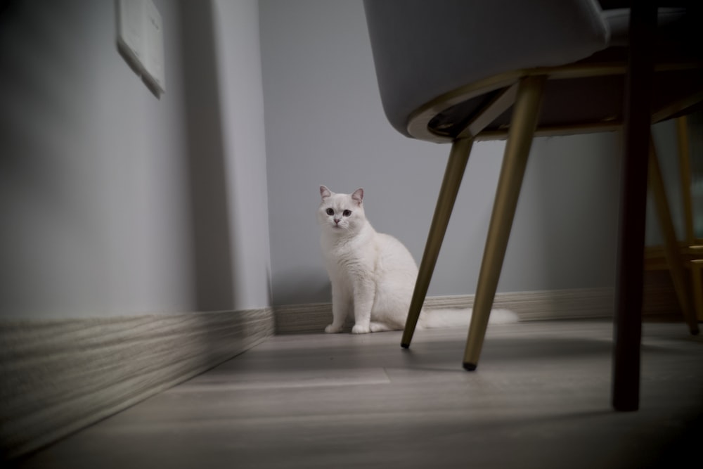 a white cat sitting on the floor next to a chair