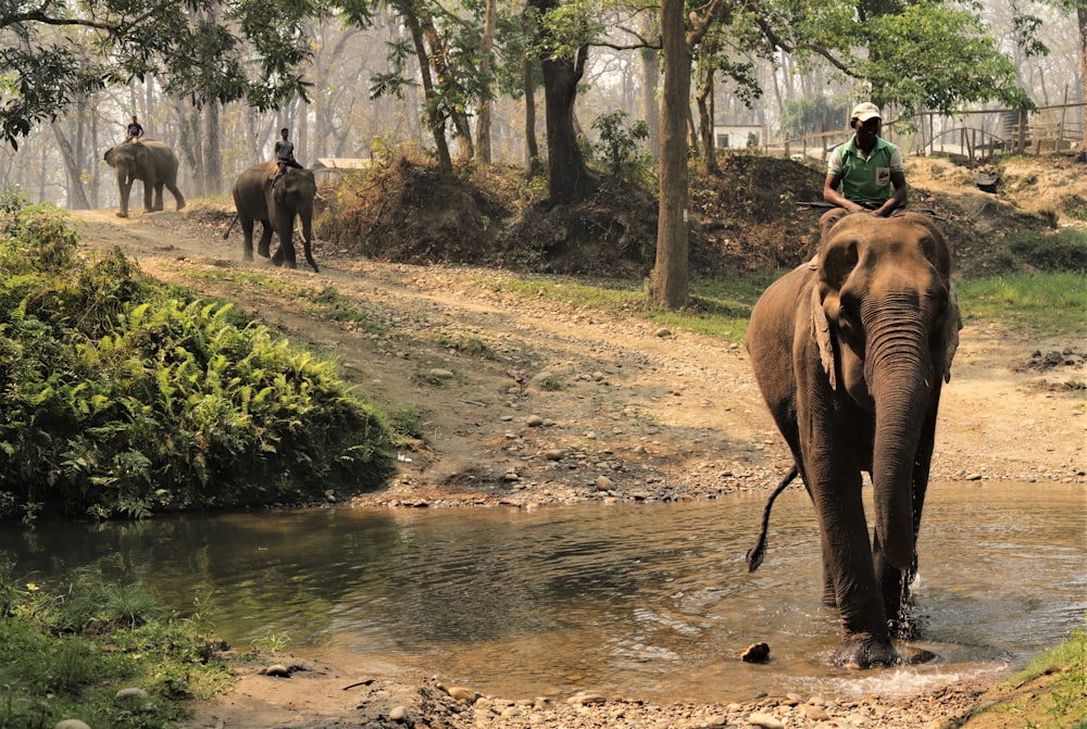 a man riding on the back of an elephant