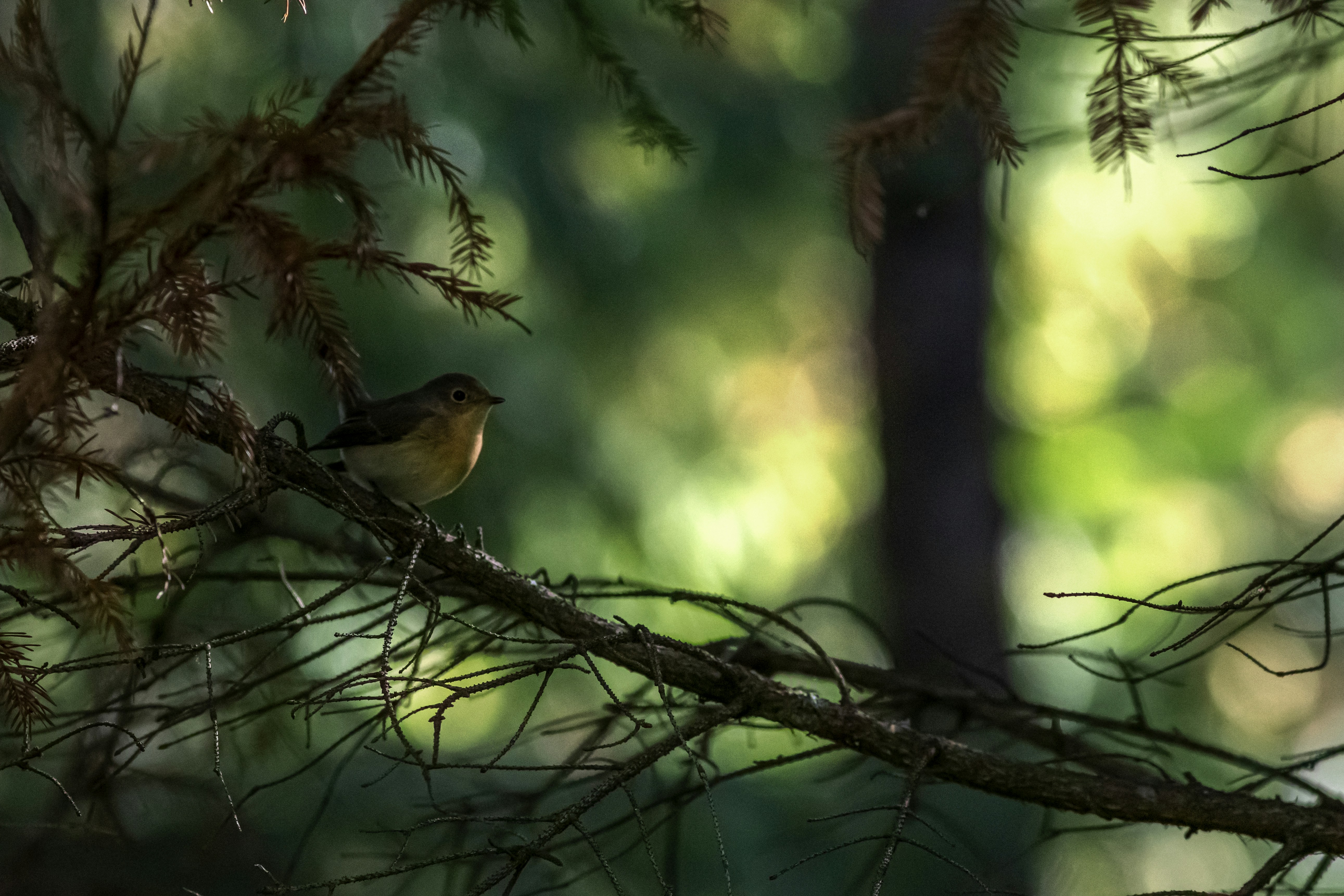 Photo by erik_karits