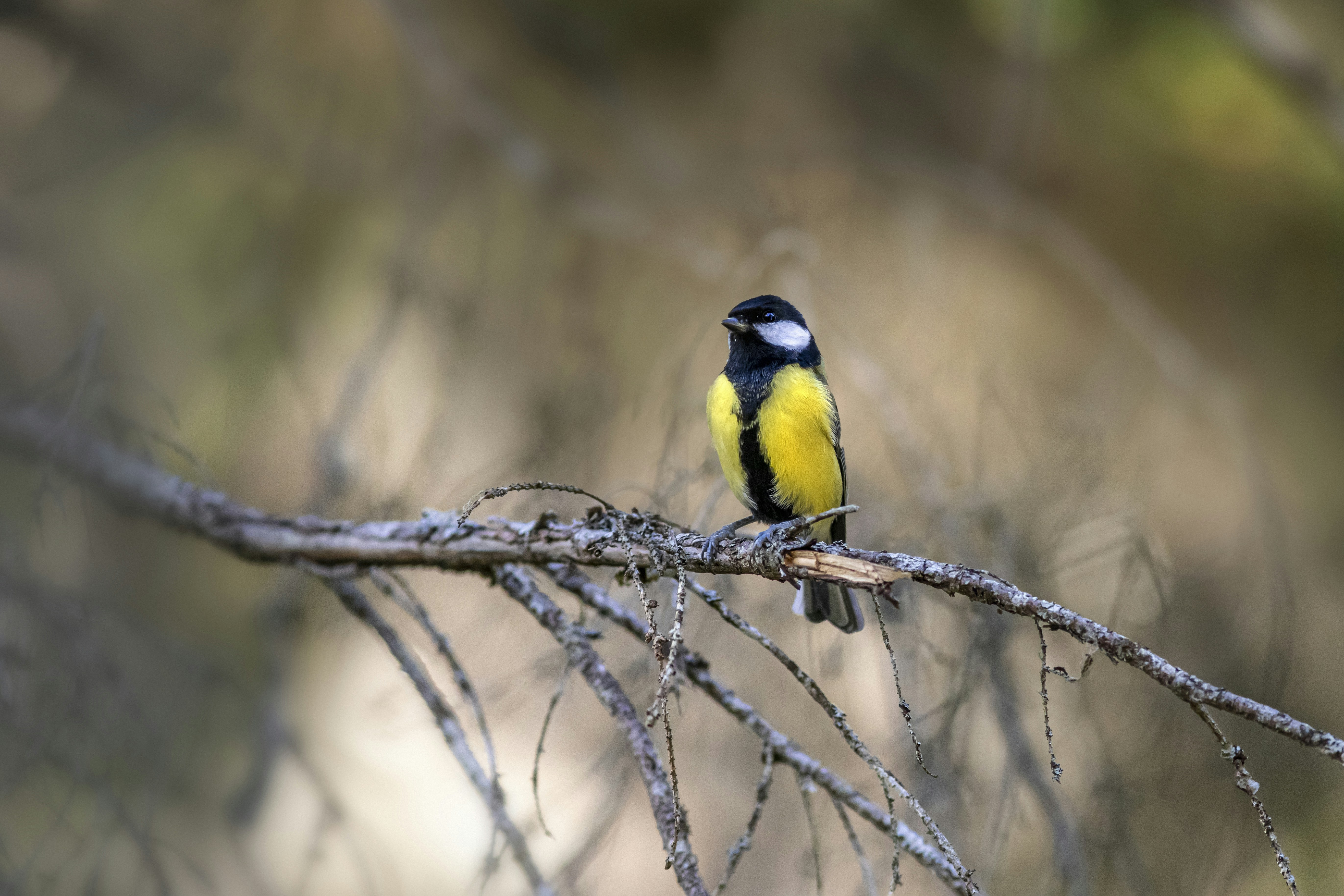 Photo by erik_karits