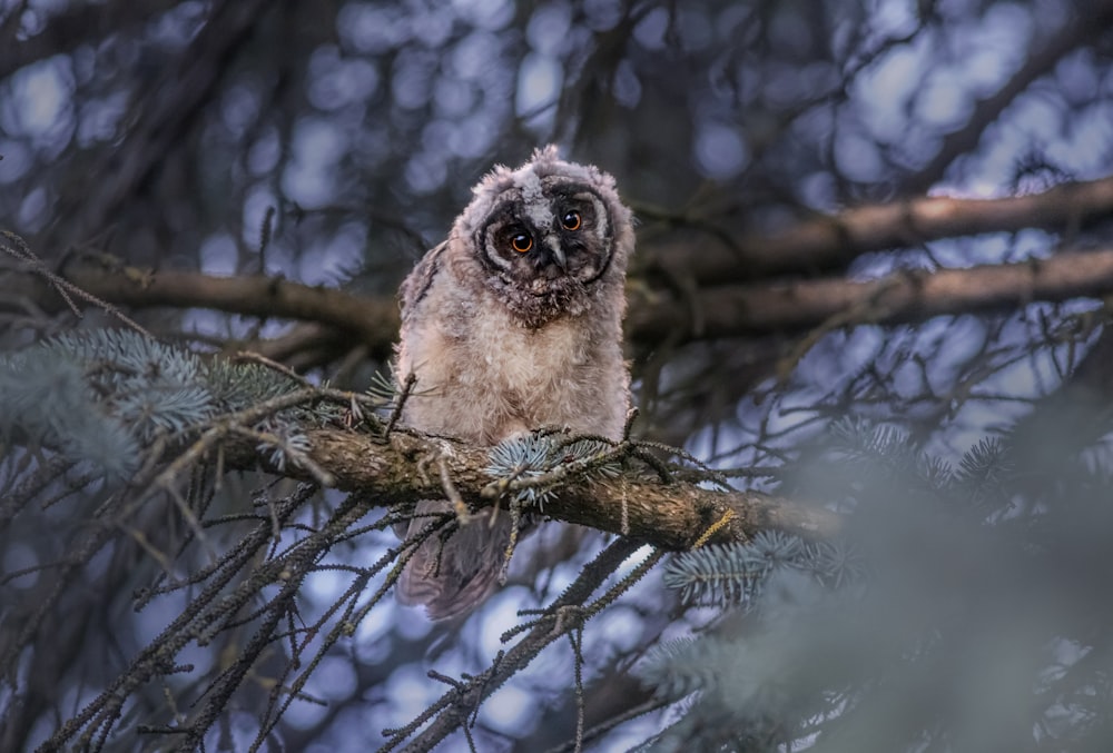 an owl is sitting on a branch in a tree