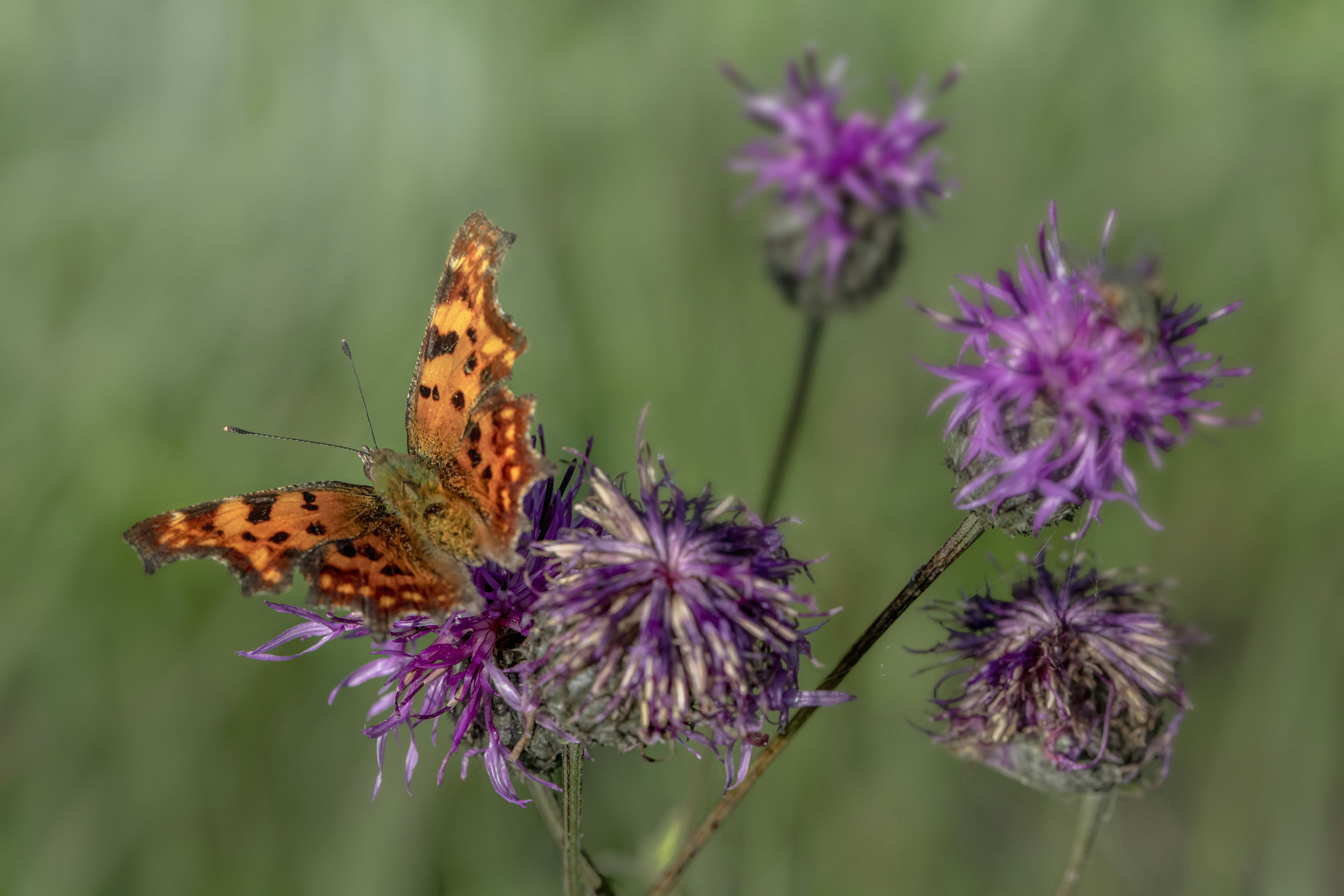 Photo by erik_karits