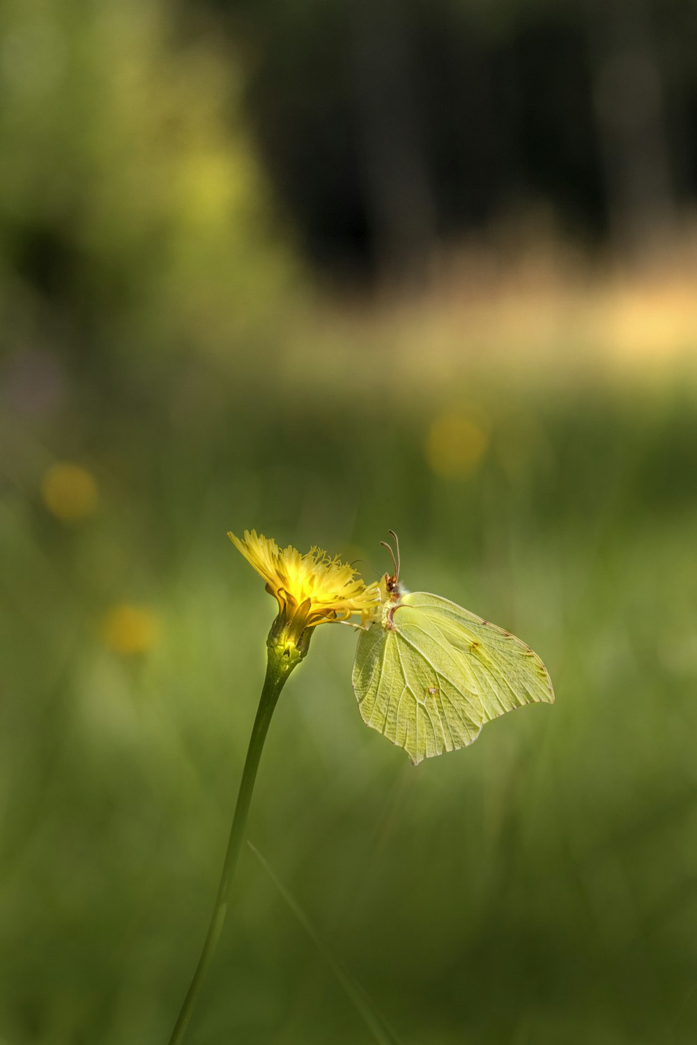 a yellow butterfly sitting on top of a yellow flower