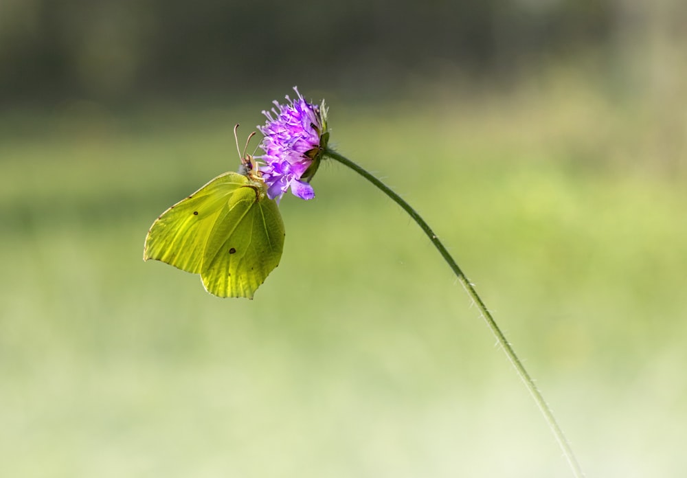 a yellow butterfly sitting on top of a purple flower
