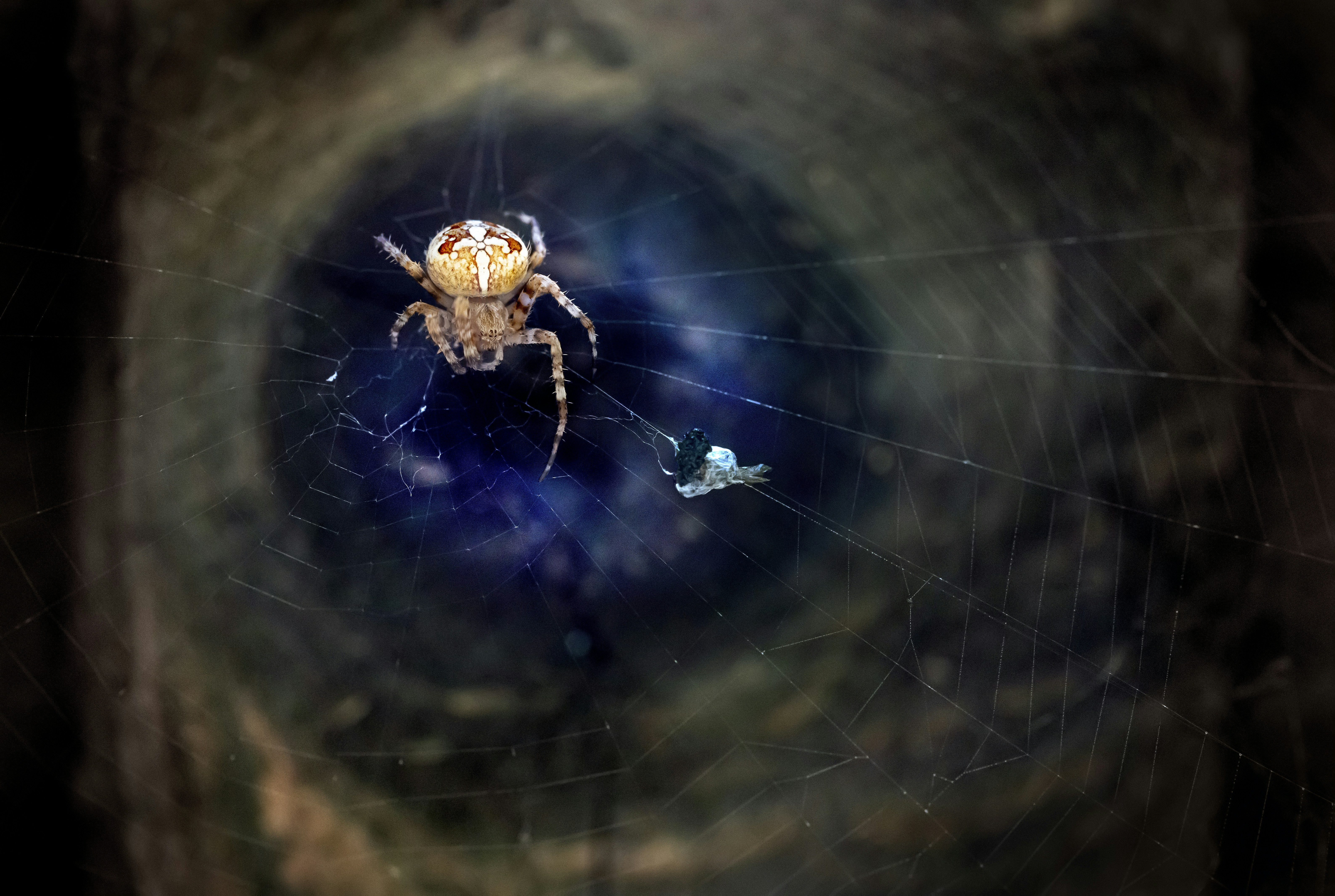 크롤러 관련 이미지