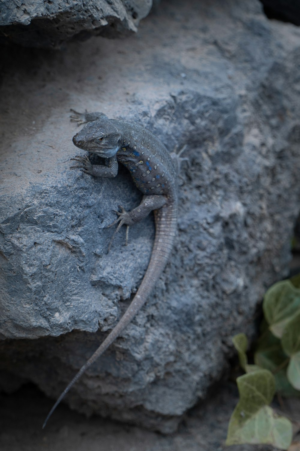 a lizard that is sitting on a rock